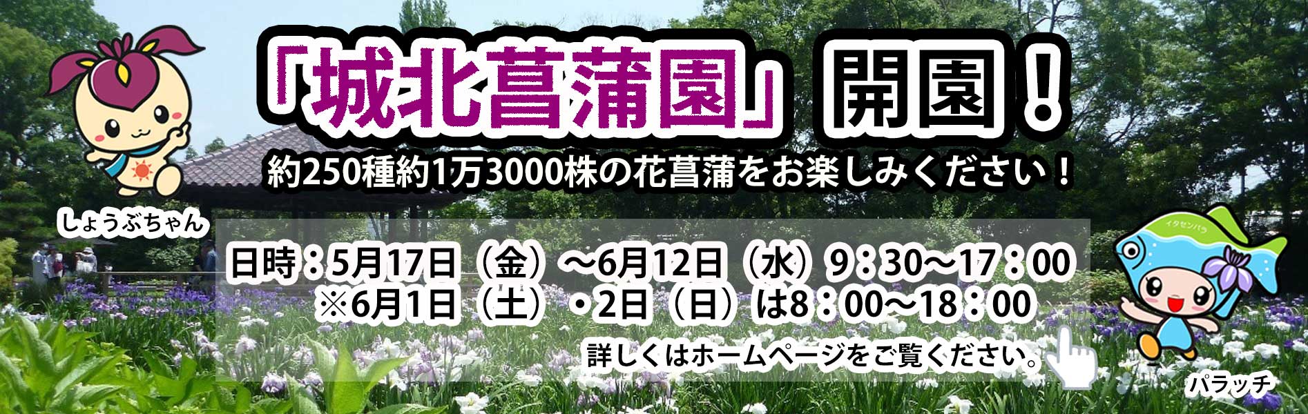 城北菖蒲園を開園します。5月17日から6月12日まで